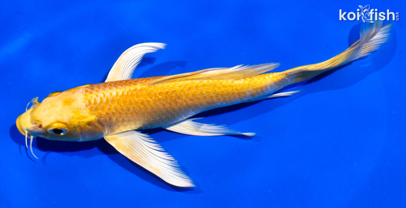 7" YAMABUKI OGON BUTTERFLY