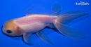5.25" ORANDA GOLDFISH