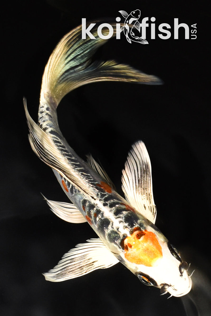 7.25" ARAGOKE BENI KIKOKURYU BUTTERFLY