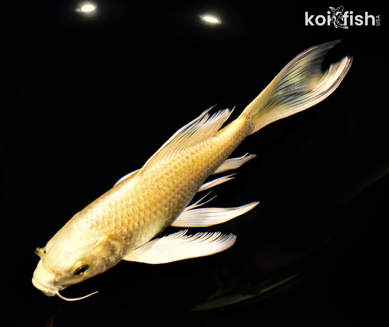 8.5" YAMABUKI OGON BUTTERFLY