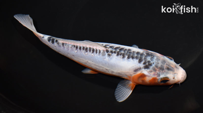 7.5" SHUSUI