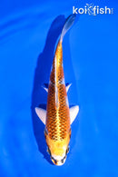 5.5" KUJAKU
