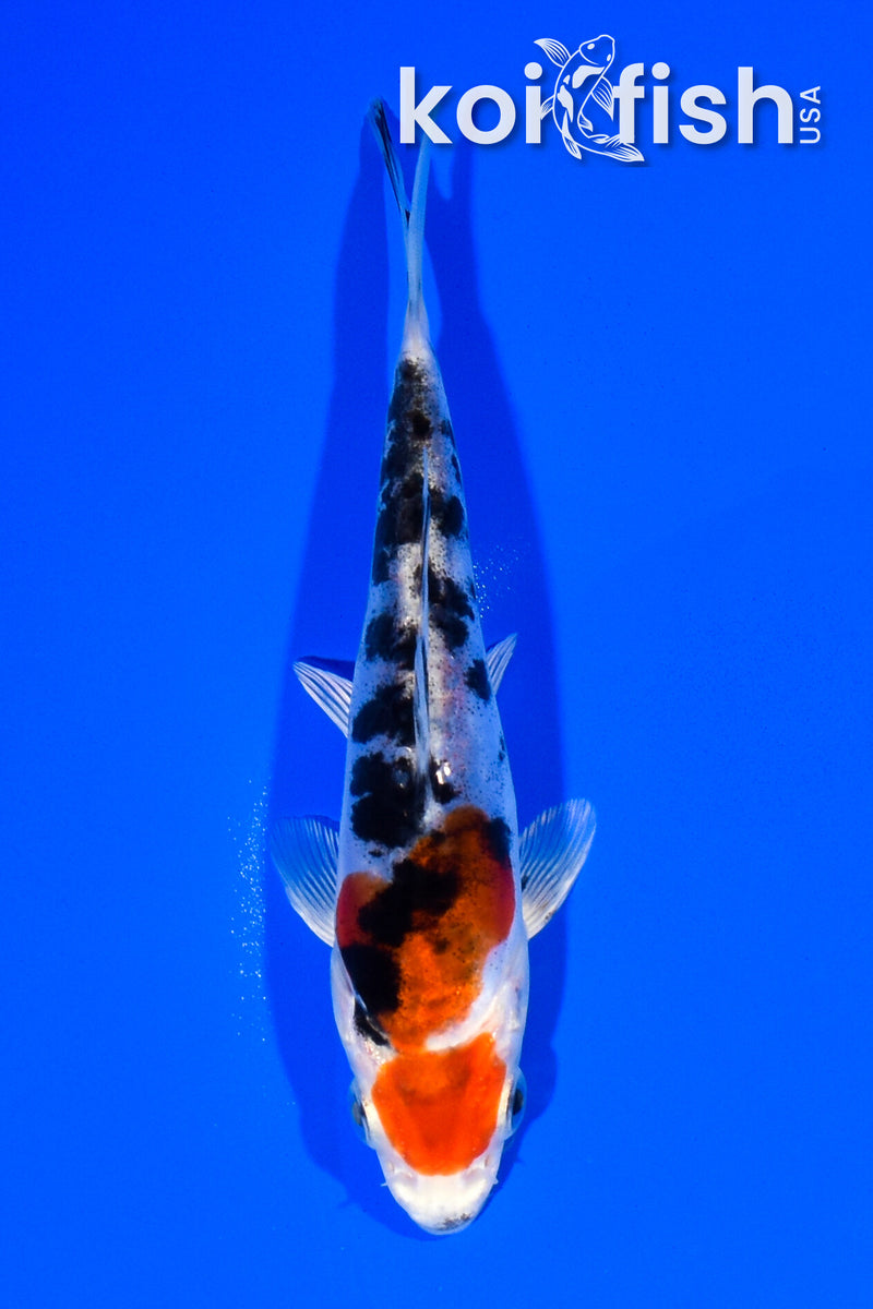 5.75