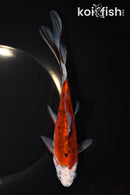 7.5" SHUBUNKIN GOLDFISH