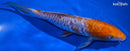 9" DOITSU OCHIBA SHIGURE