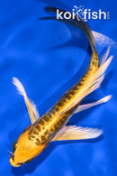 5.25" KIN KIKOKURYU BUTTERFLY