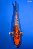 12.75" GINRIN BENI GINGA