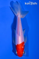 5.5" WAKIN GOLDFISH