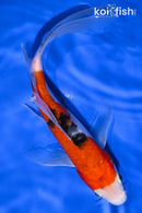 7.75" YAMATO NISHIKI BUTTERFLY