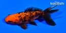 4" WAKIN GOLDFISH