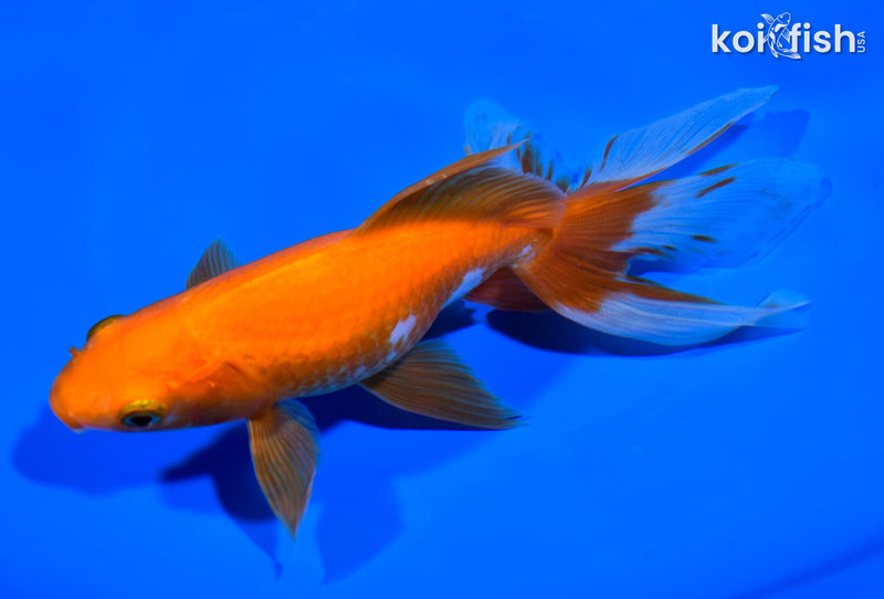 7" WATONAI GOLDFISH