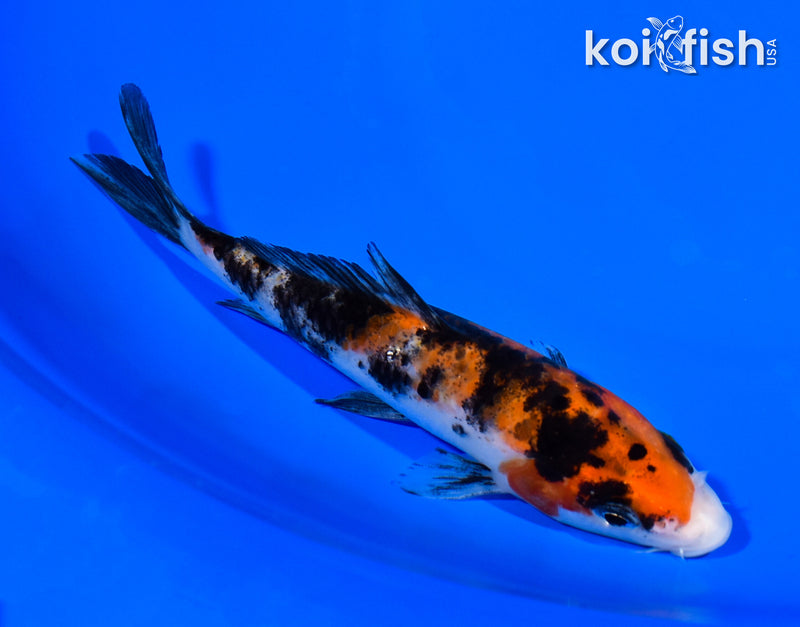 5.25" SANKE