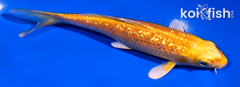 5" GINRIN ORENJI OGON