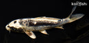 6.25" GINRIN KIKOKURYU