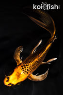 8.5" ORENJI MATSUBA BUTTERFLY