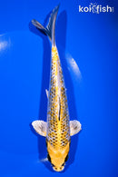 7.75" GINRIN KUJAKU