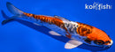 6.5" BENI KIKOKURYU