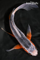 9.5" ASAGI BUTTERFLY