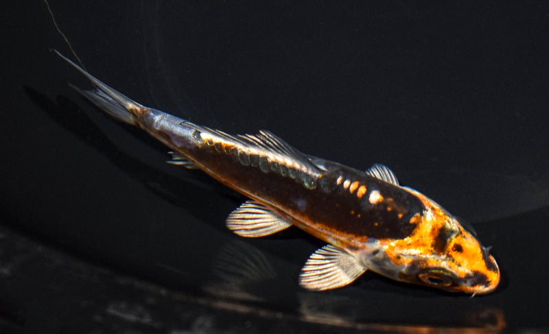 5" BENI KIKOKURYU