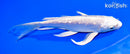 7" GINRIN PLATINUM OGON BUTTERFLY