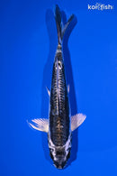 6.5" KIKOKURYU