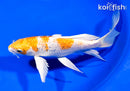 7.75" GINRIN HARIWAKE BUTTERFLY