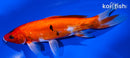 7.75" HEISEI NISHIKI