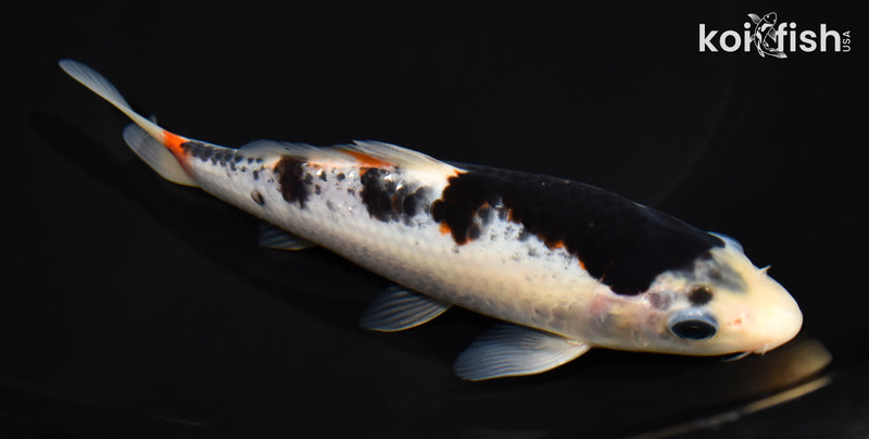6.5" GOROMO