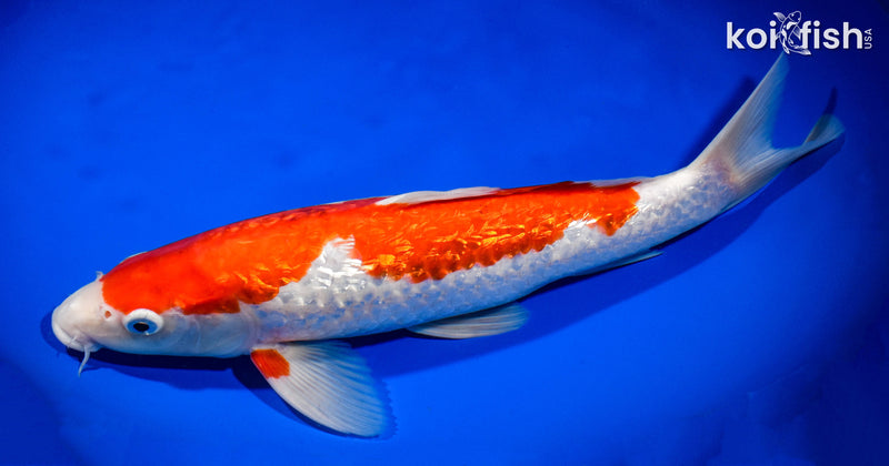 13.5" GINRIN KOHAKU