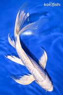 10" DOITSU PLATINUM OGON BUTTERFLY