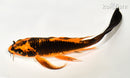 8" ORENJI MATSUBA BUTTERFLY