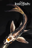 6" ARAGOKE BENI KIKOKURYU BUTTERFLY