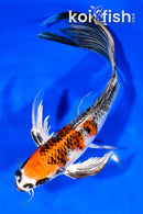 8.5" KUJAKU BUTTERFLY