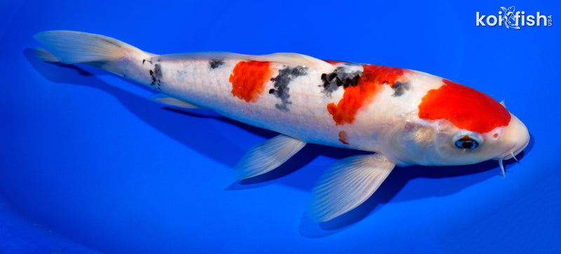 11.5" SANKE
