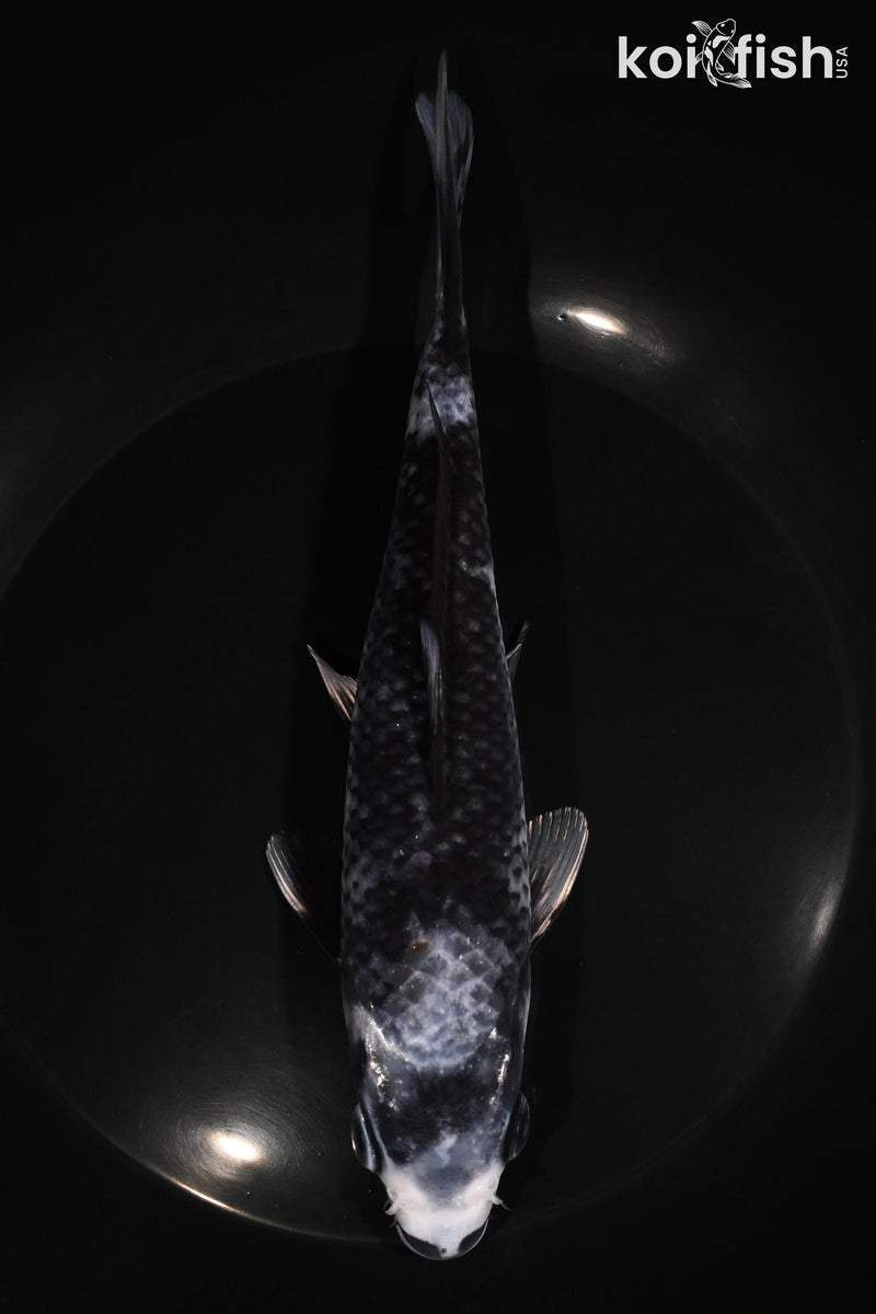7.5" MATSUKAWABAKE