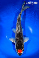 15" TANCHO GOSHIKI
