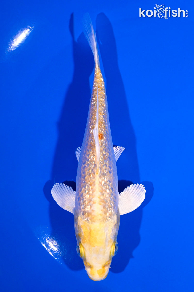 5.25" GINRIN YAMABUKI OGON