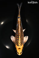 9.5" ARAGOKE BENI KIKOKURYU