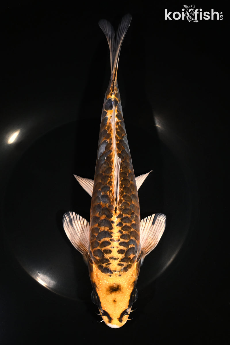 9.5" ARAGOKE BENI KIKOKURYU