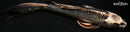7.75" KUJAKU BUTTERFLY