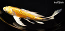 9.75" ARAGOKE YAMABUKI OGON BUTTERFLY