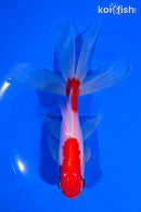 6" SARASA WATONAI GOLDFISH