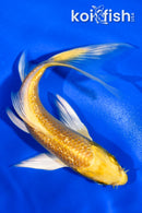 6" GINRIN YAMABUKI BUTTERFLY