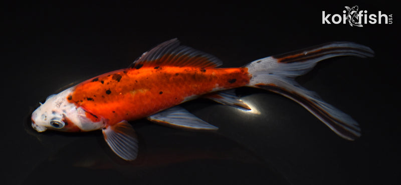7.5" SHUBUNKIN GOLDFISH
