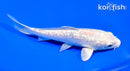 5.75" GINRIN PLATINUM OGON