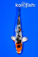 3.75" YAMATO NISHIKI