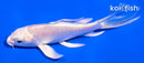 4" PLATINUM OGON BUTTERFLY
