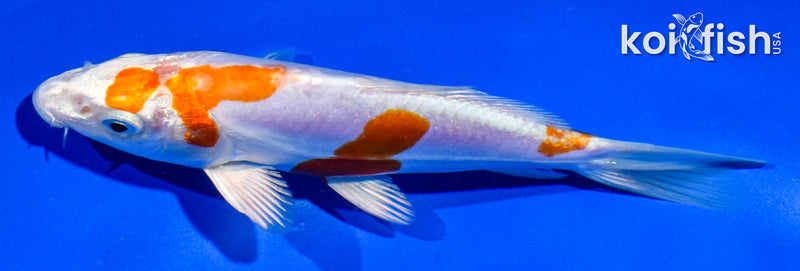 5.5" KIKUSUI