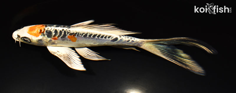 7.25" ARAGOKE BENI KIKOKURYU BUTTERFLY