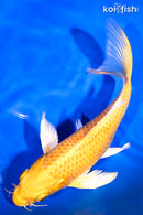 7.5" YAMABUKI OGON BUTTERFLY